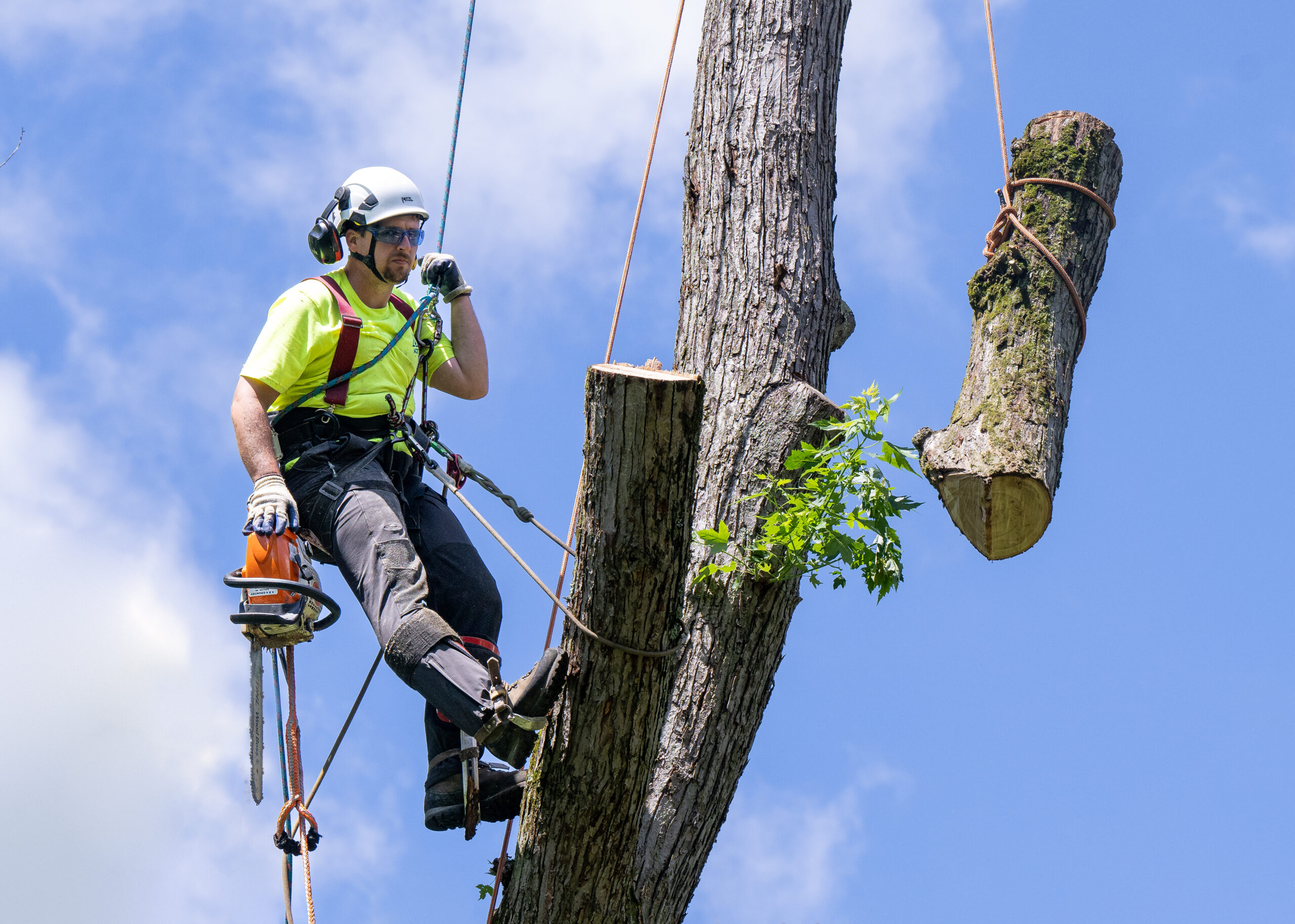 The Complete Job Interview Guide for Arborists: What to Expect & How to Prepare